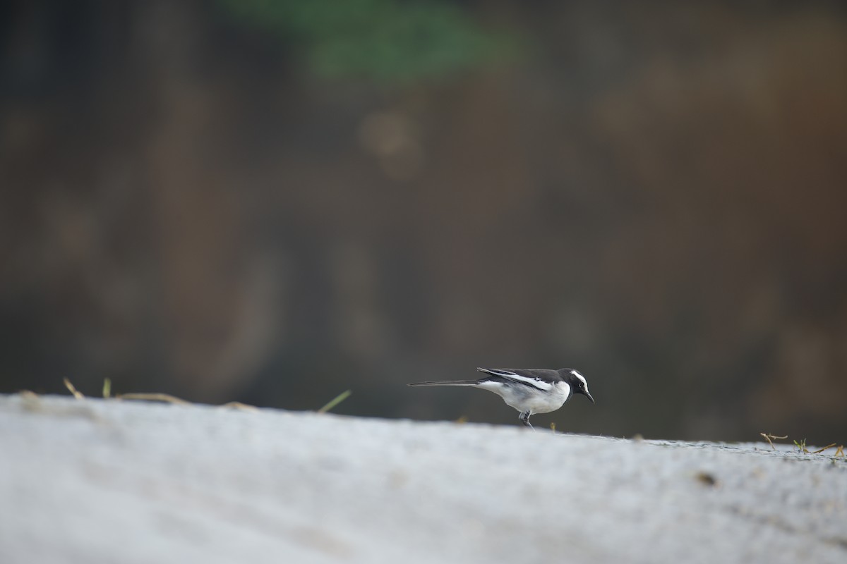 Lavandera India - ML647468763