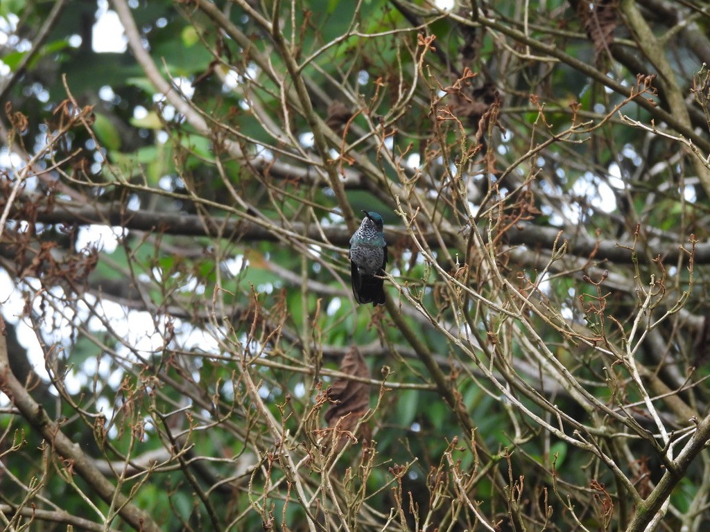 Scaly-breasted Hummingbird - ML647468765