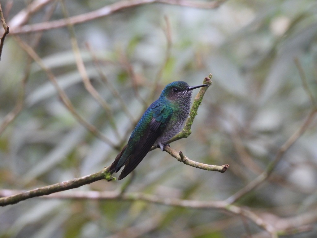 Scaly-breasted Hummingbird - ML647468771