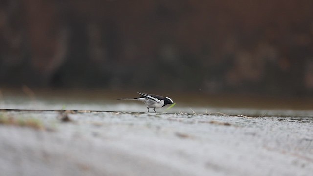 White-browed Wagtail - ML647468783