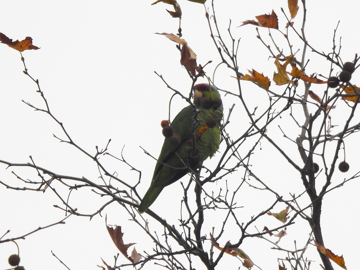 Lilac-crowned Amazon - ML647468840