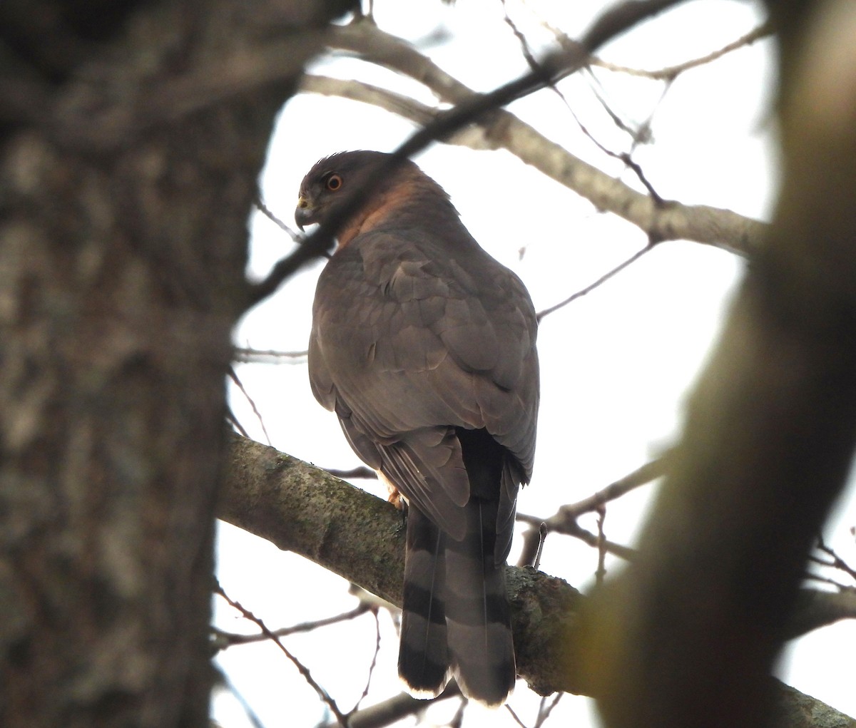 Cooper's Hawk - ML647468851