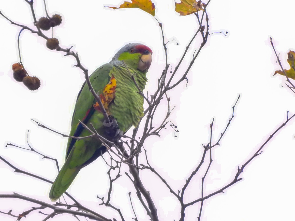 Lilac-crowned Amazon - ML647468852