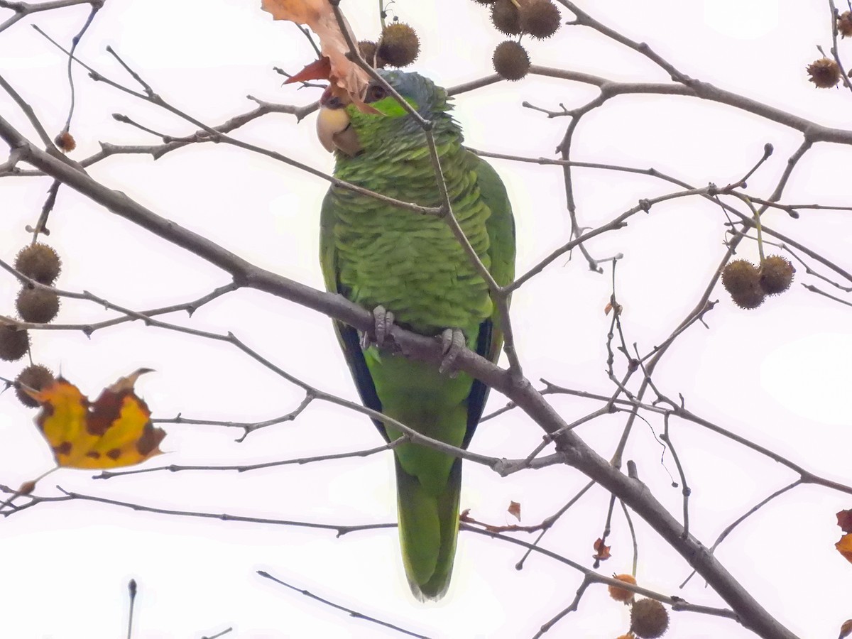 Lilac-crowned Amazon - ML647468859