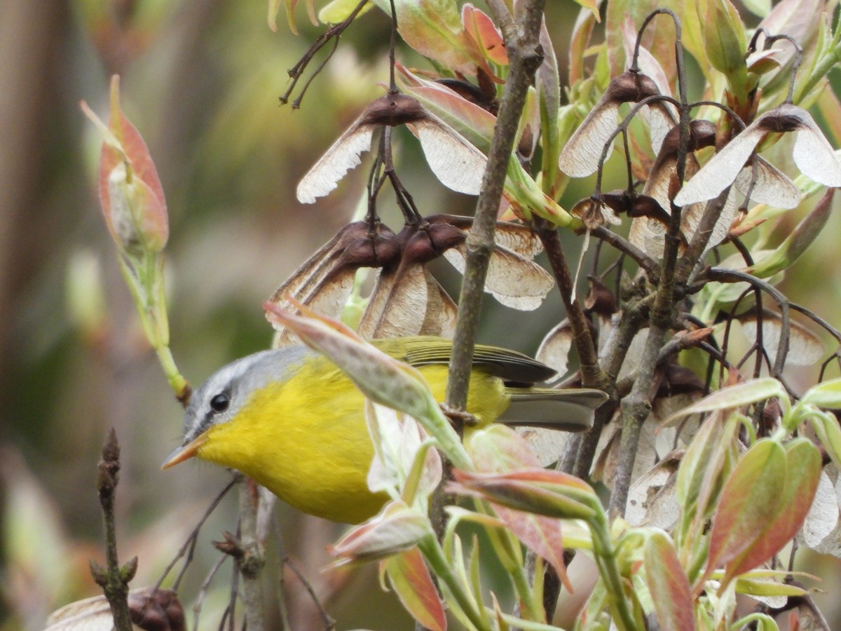 Gray-hooded Warbler - ML647468866