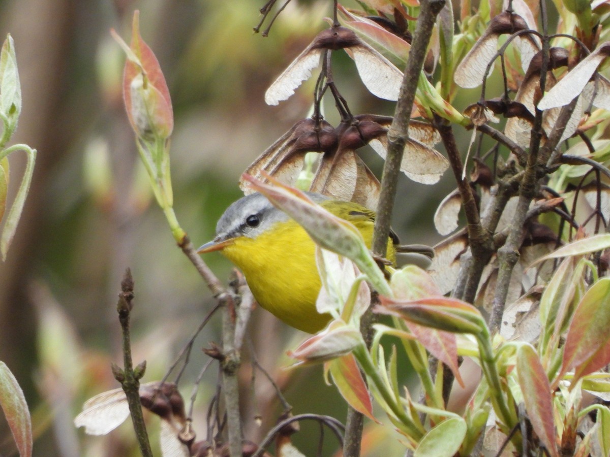 Gray-hooded Warbler - ML647468867