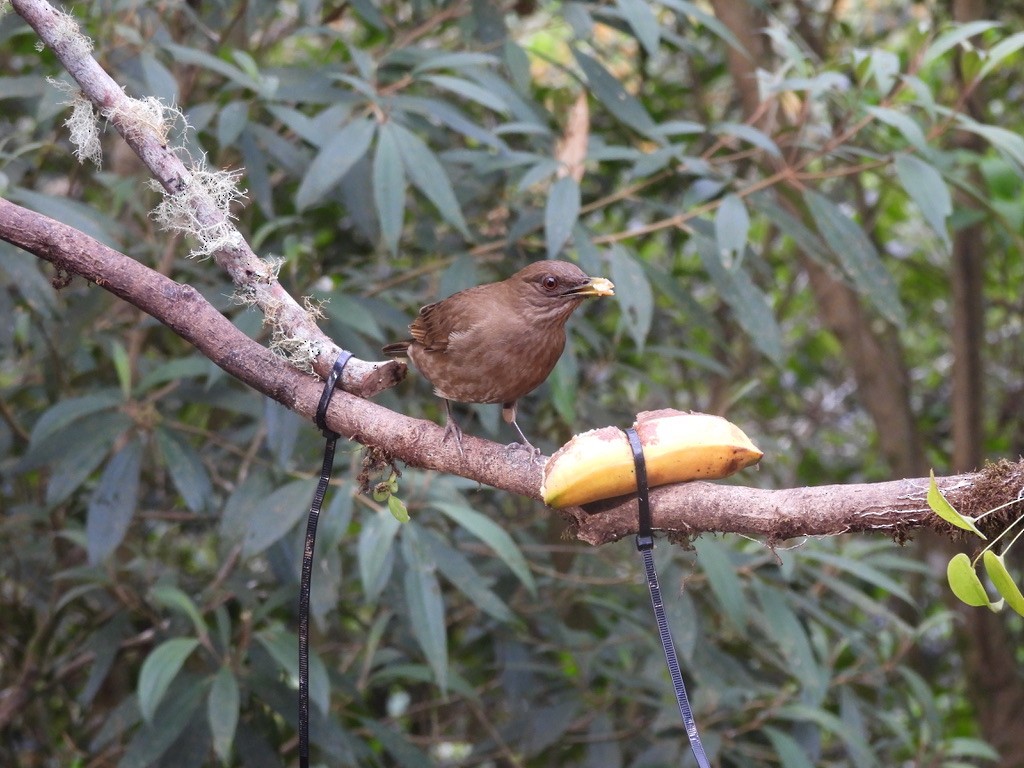 Merle fauve - ML647468890