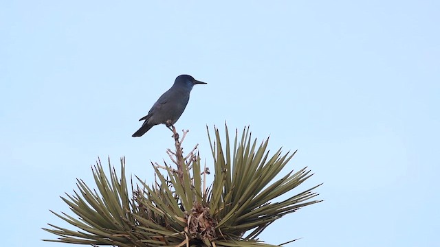 Chara Piñonera - ML647468891