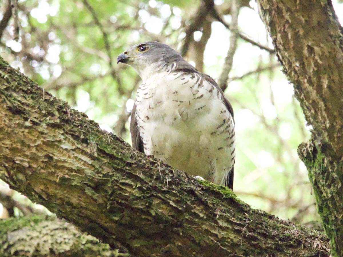 African Goshawk - ML647468901
