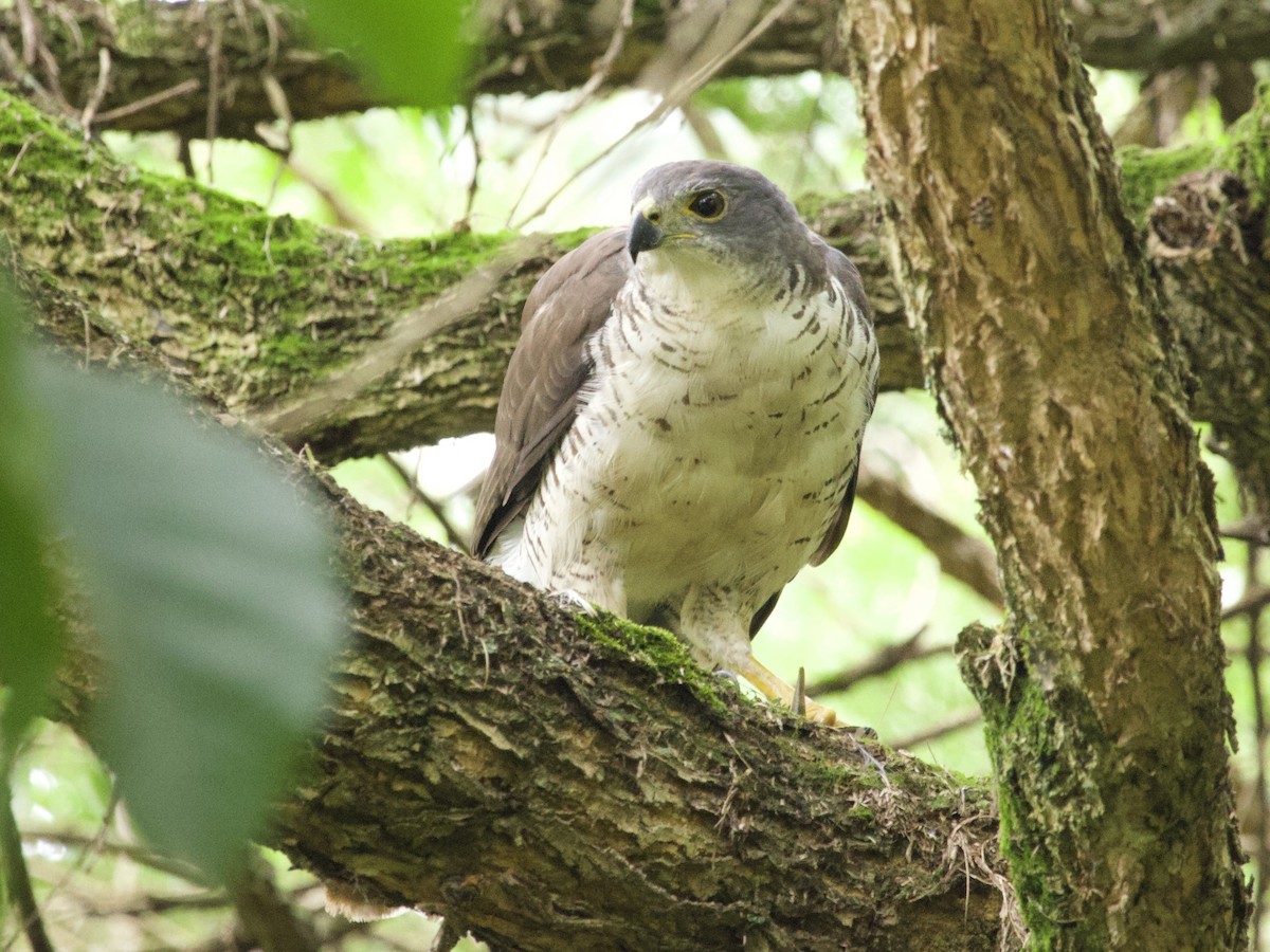 African Goshawk - ML647468902