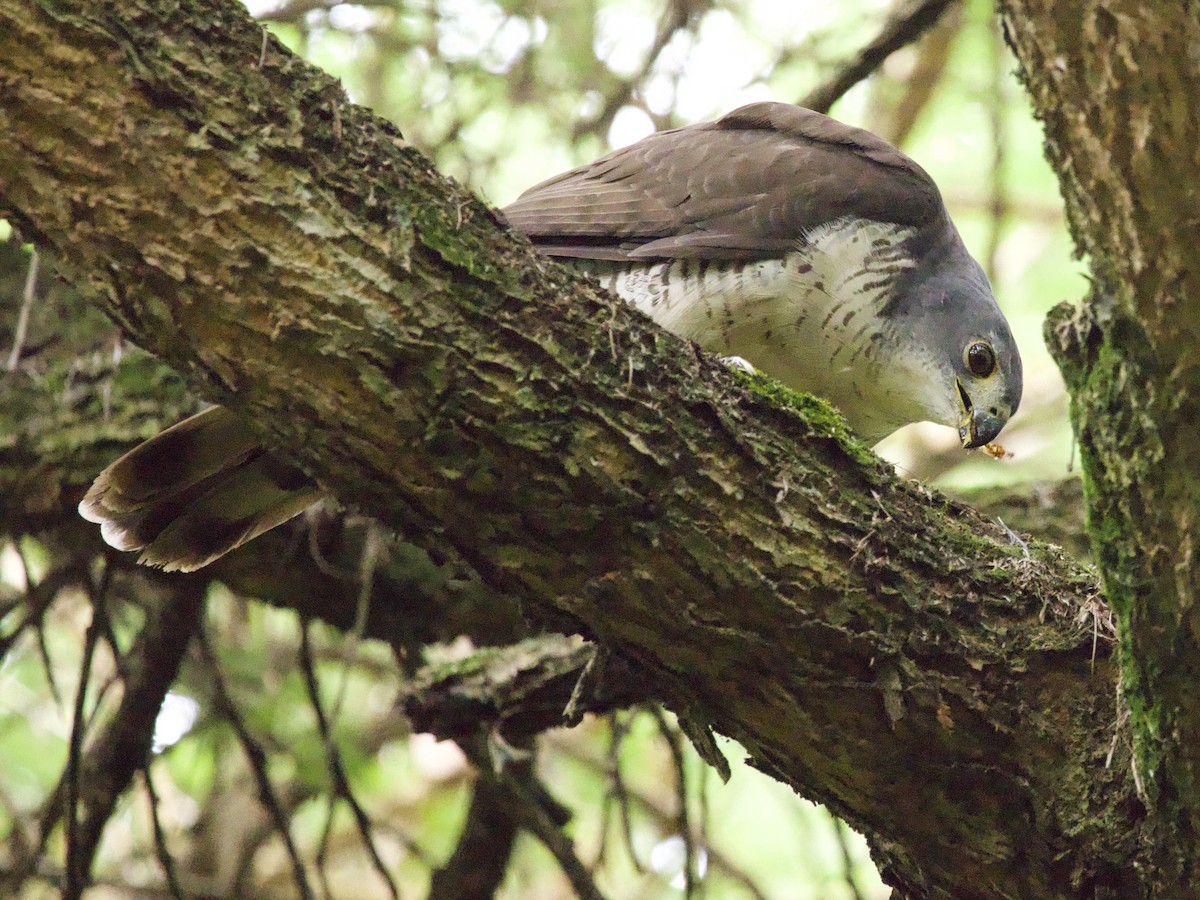 African Goshawk - ML647468903