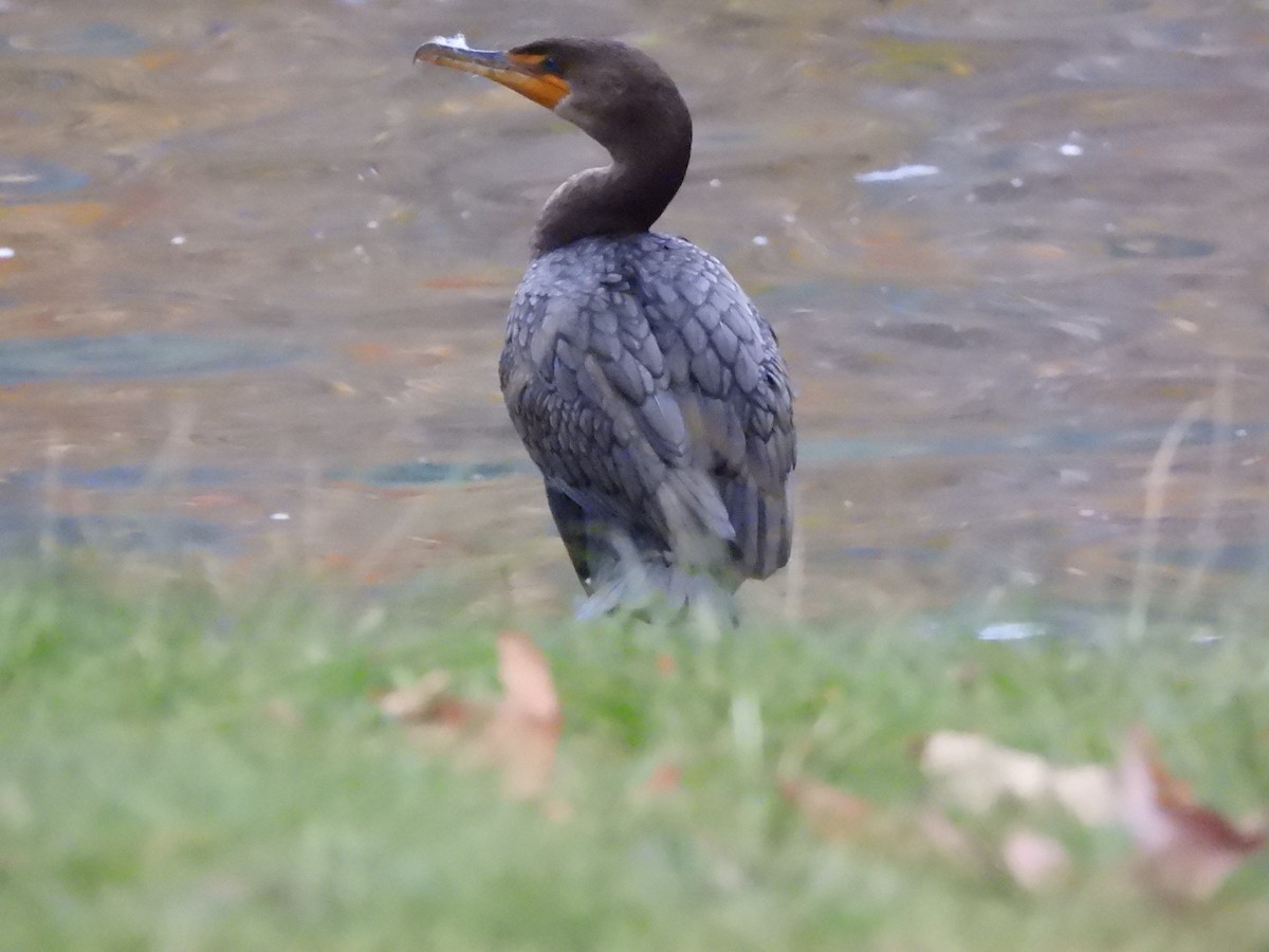 Ушастый баклан - ML647468907