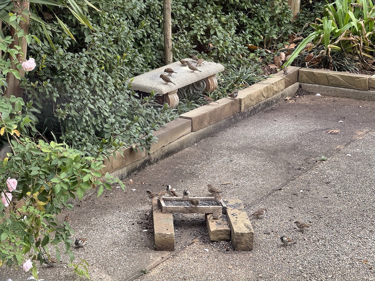 House Sparrow - ML647468919