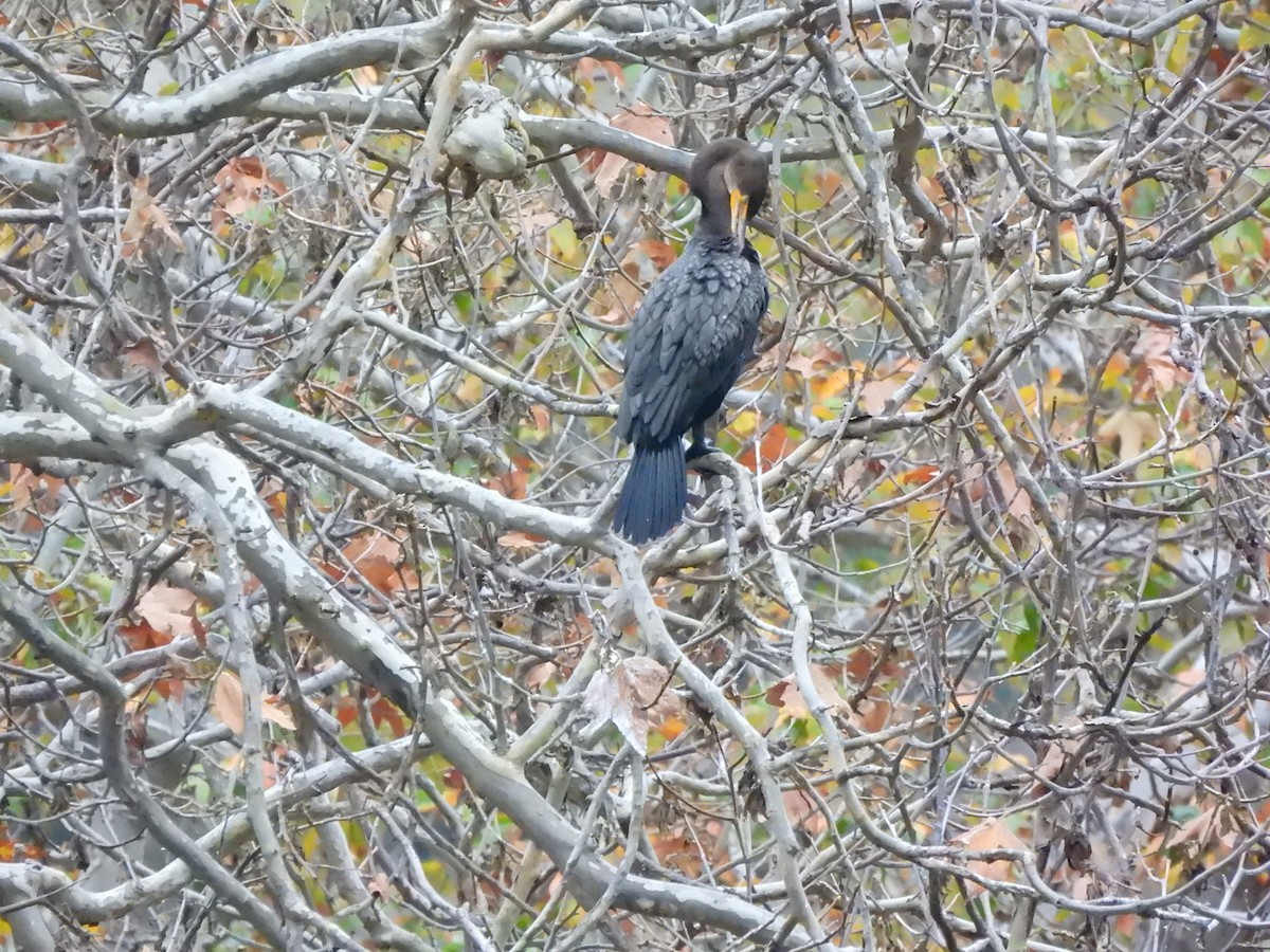 Ушастый баклан - ML647468972