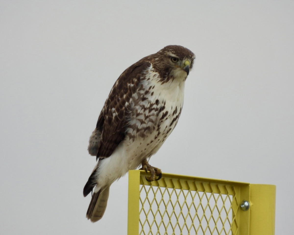 Red-tailed Hawk - ML647468977