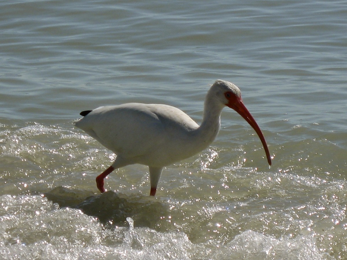 White Ibis - ML647468978