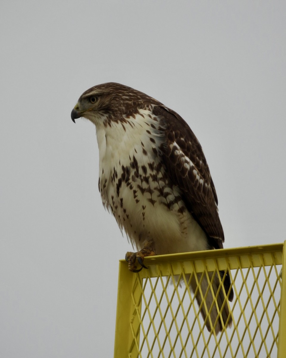 Red-tailed Hawk - ML647468990