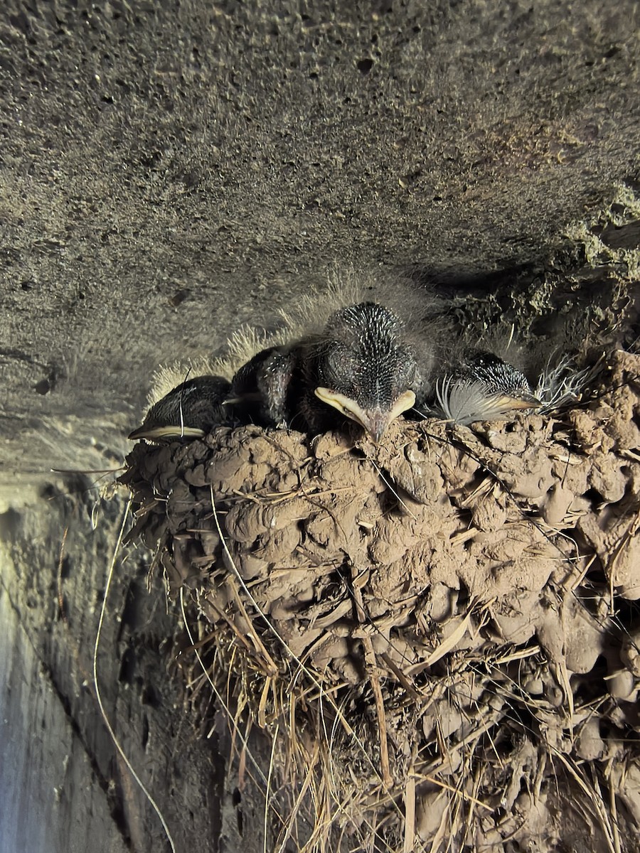 vlaštovka obecná - ML647469004