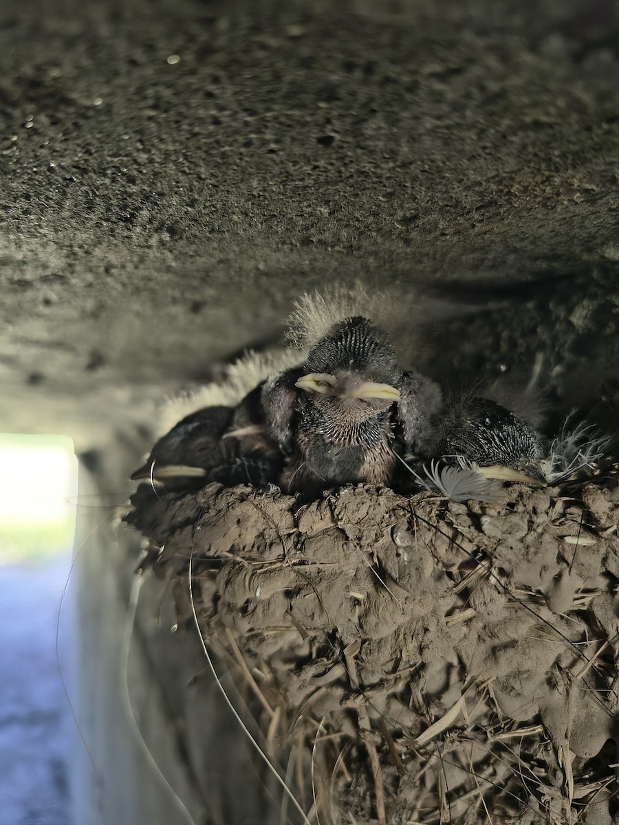 vlaštovka obecná - ML647469005