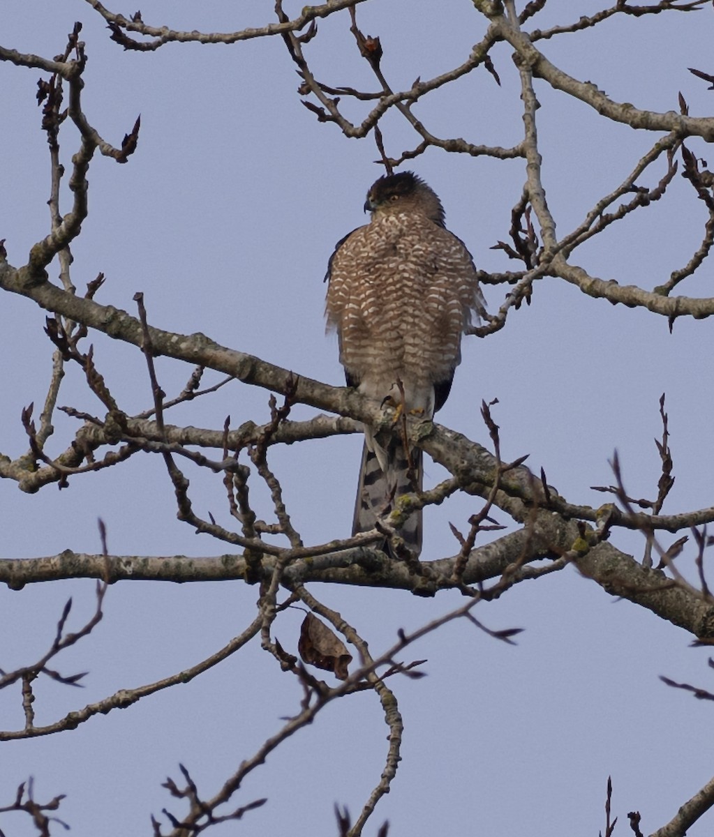 Cooper's Hawk - ML647469013