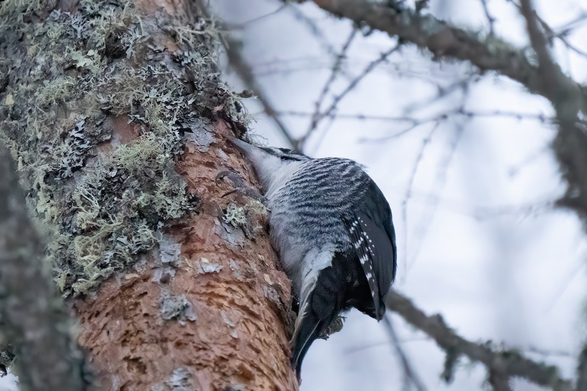 svartryggspett - ML647469015