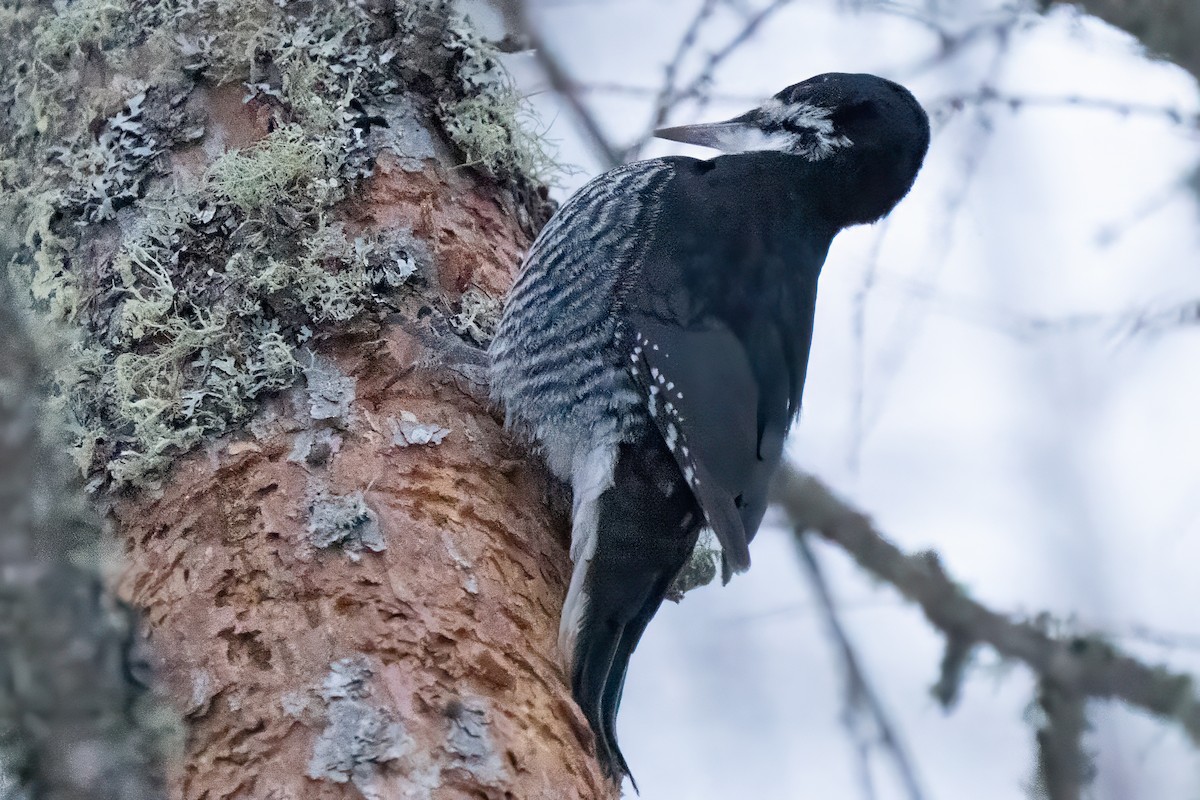 svartryggspett - ML647469016