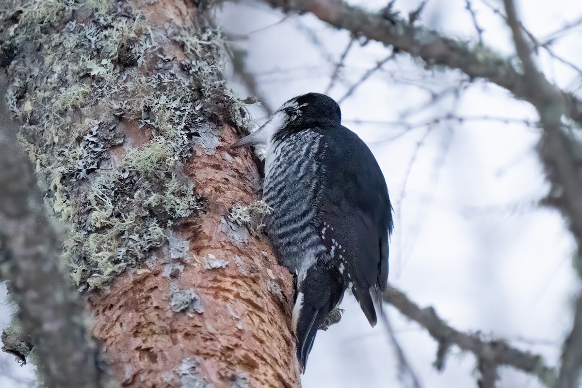 svartryggspett - ML647469017