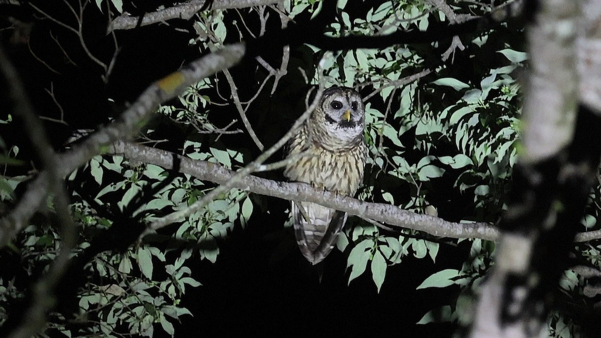 Cárabo Guatemalteco - ML647469033