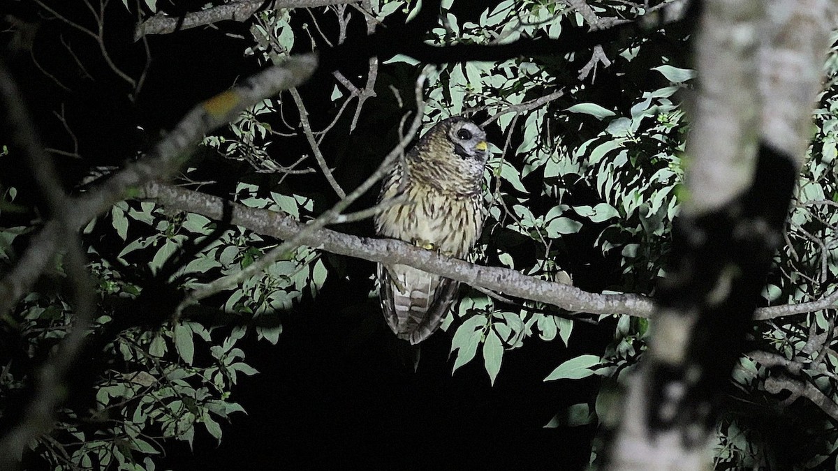 Cárabo Guatemalteco - ML647469034