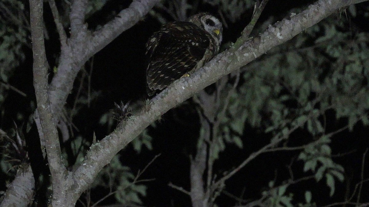 Cárabo Guatemalteco - ML647469035