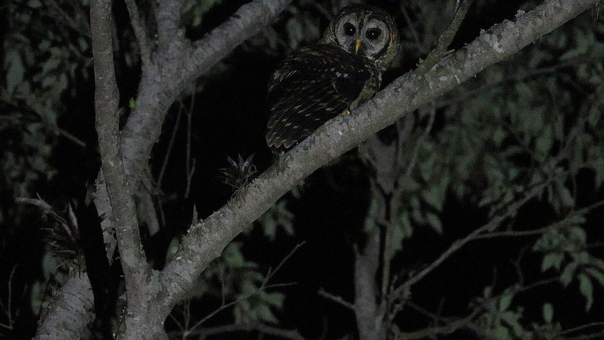 Cárabo Guatemalteco - ML647469036