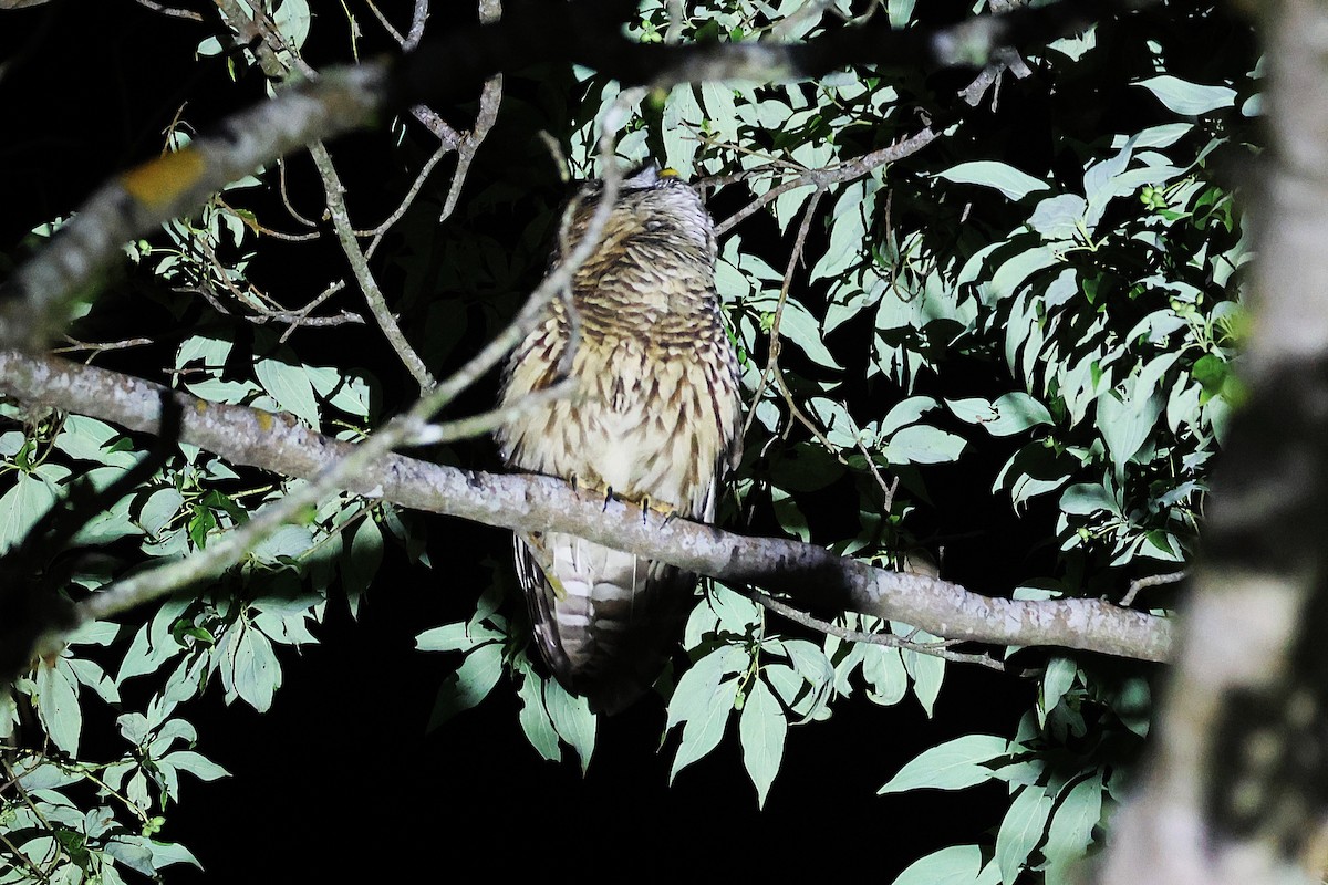 Cárabo Guatemalteco - ML647469037