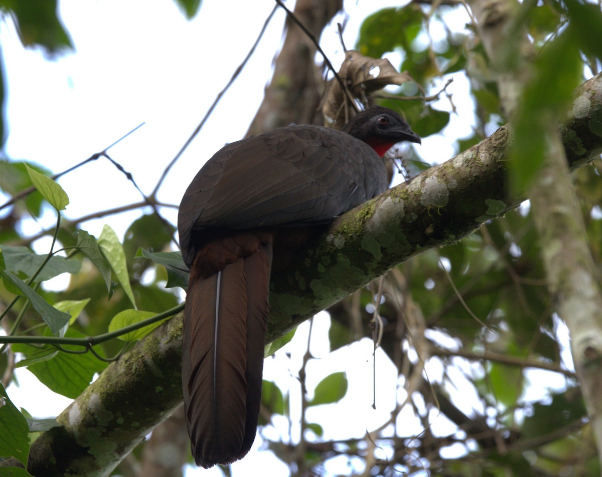 Crested Guan - ML647469083