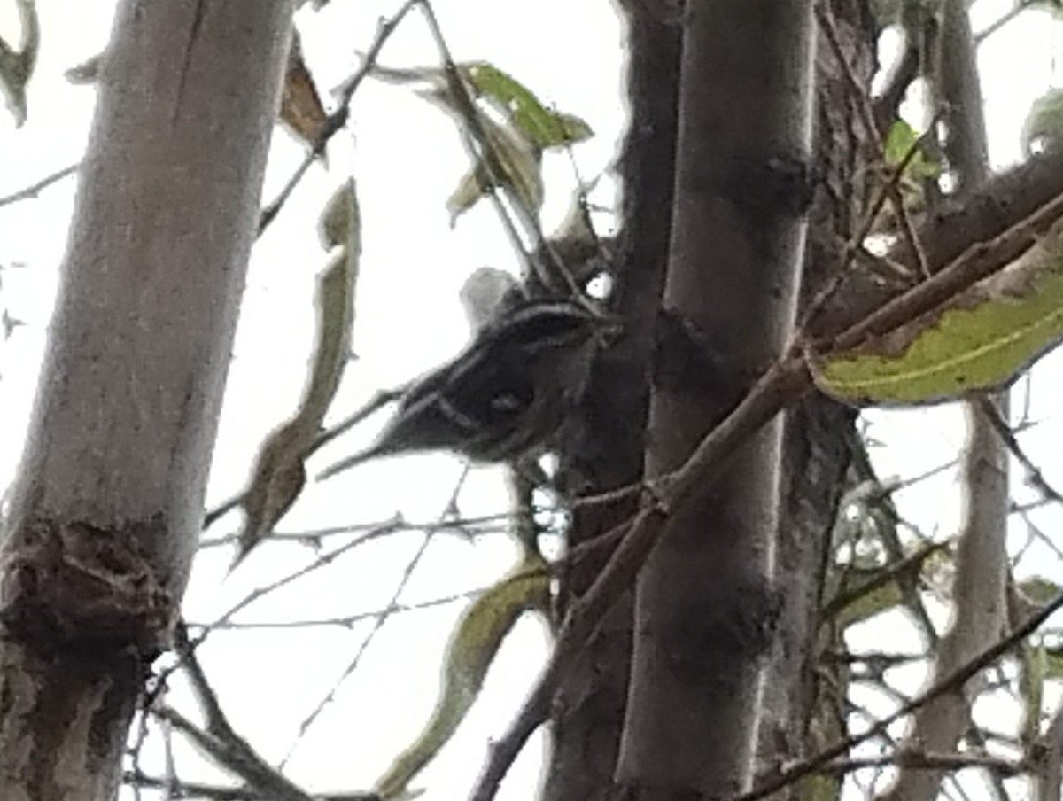 Black-and-white Warbler - ML647469084
