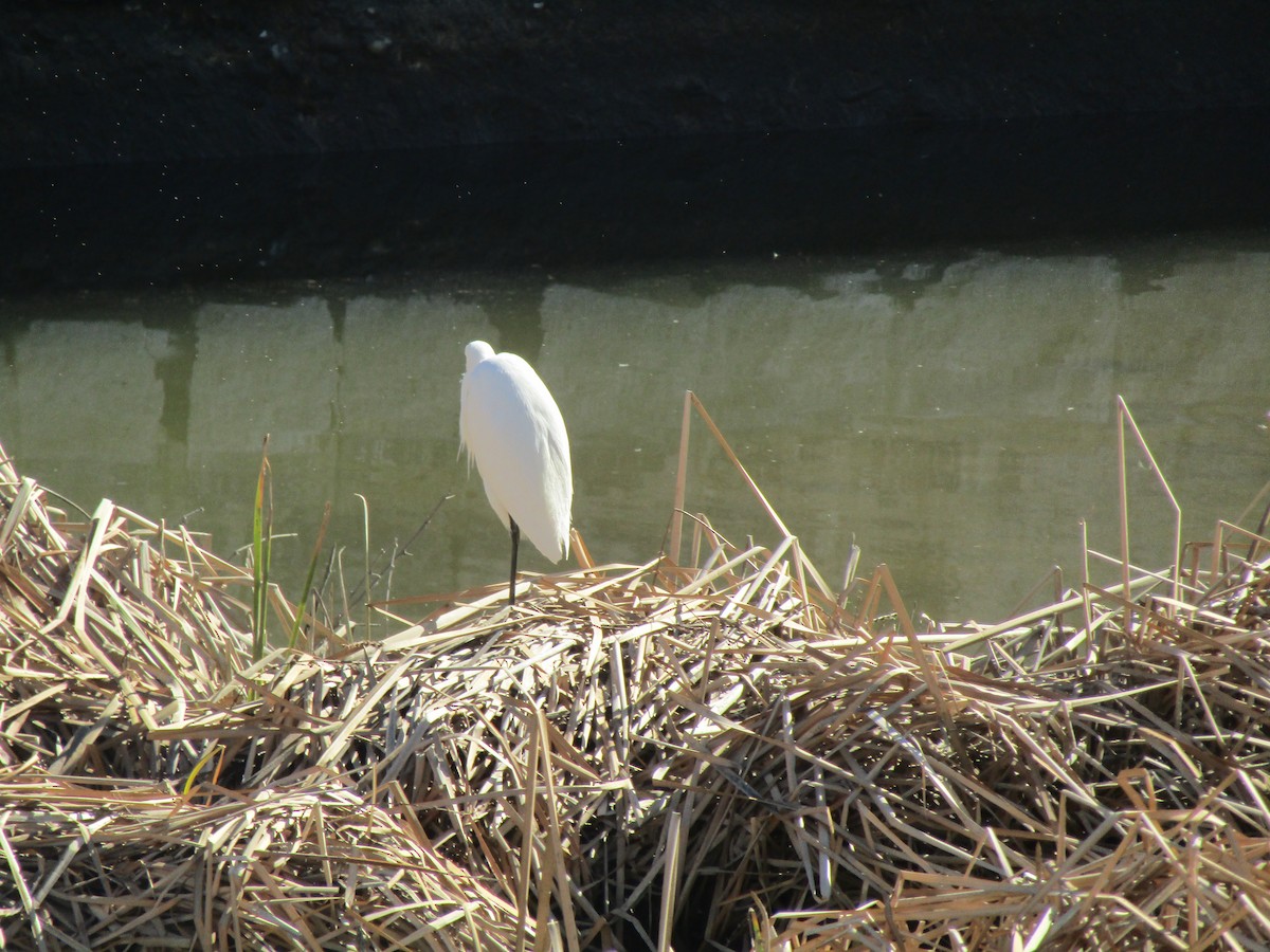 Little Egret - ML647469089