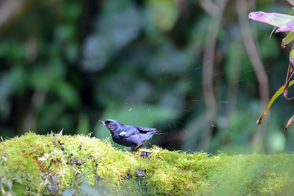 Glossy Flowerpiercer - ML647469090