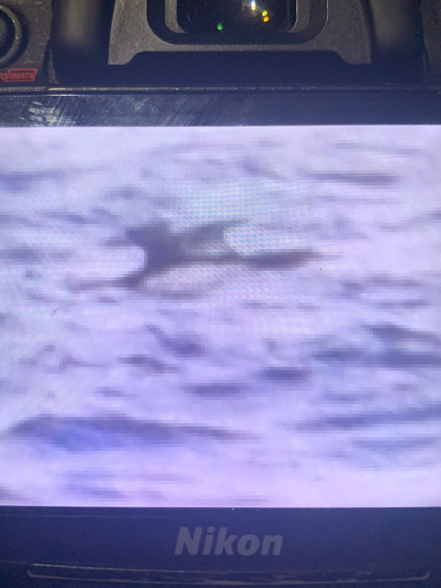 Pacific Loon - ML647469092