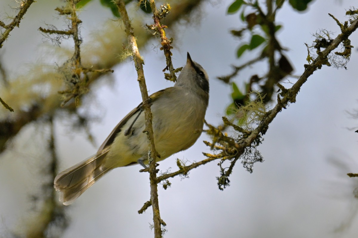 Cinereous Conebill - ML647469093