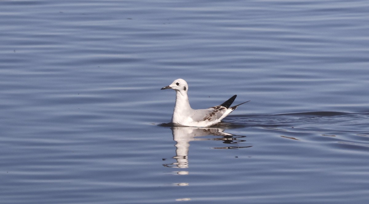 Bonaparte's Gull - ML647469095