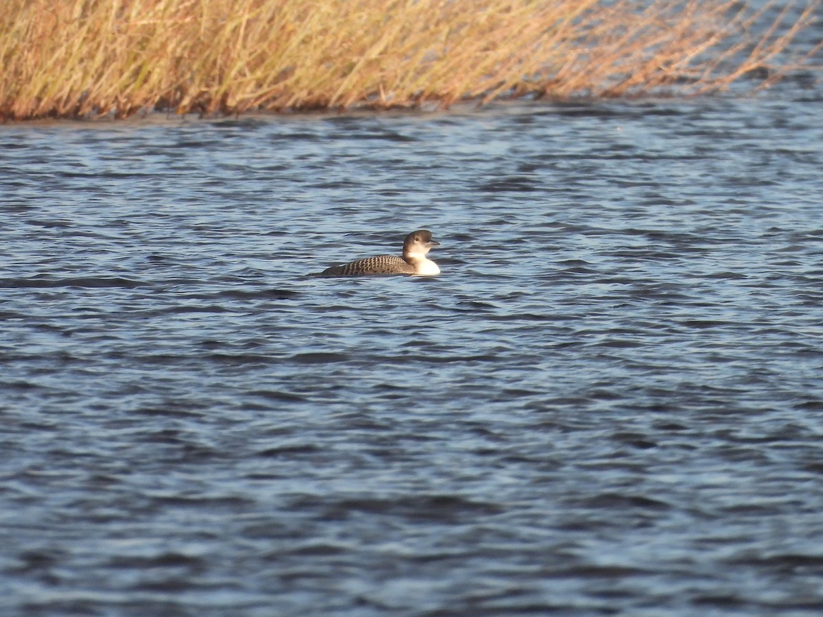 Common Loon - ML647469097