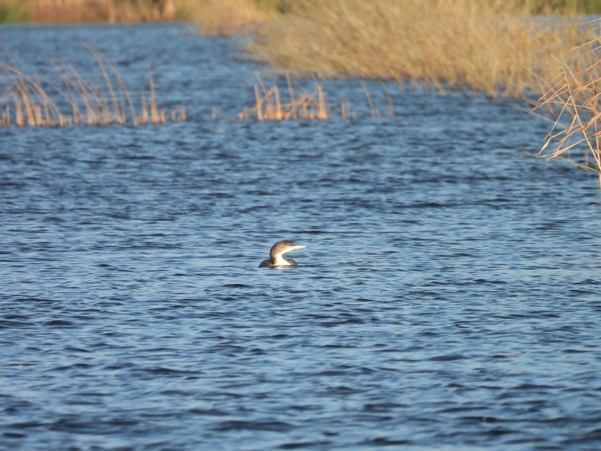 Common Loon - ML647469098
