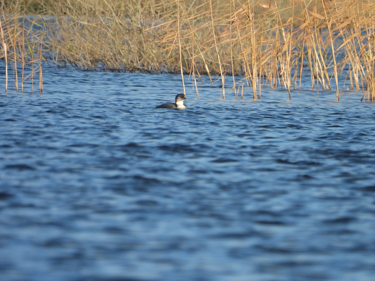 Common Loon - ML647469099