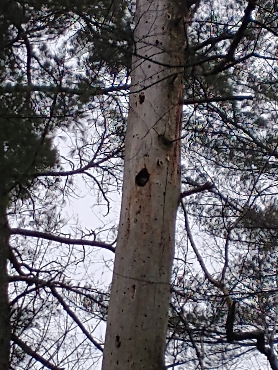 Northern Saw-whet Owl - ML647469100