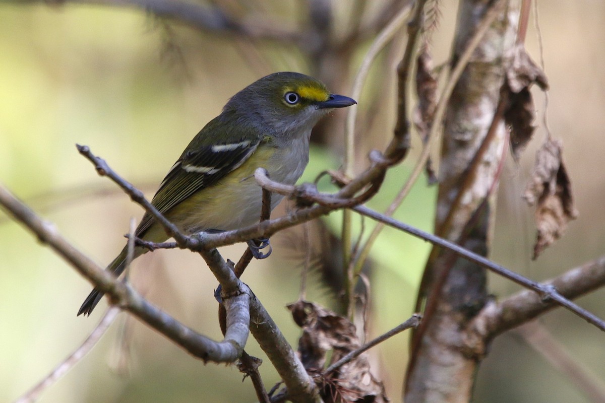 White-eyed Vireo - ML647469101