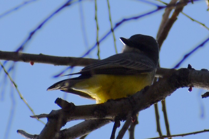 Tropical Kingbird - ML647469103