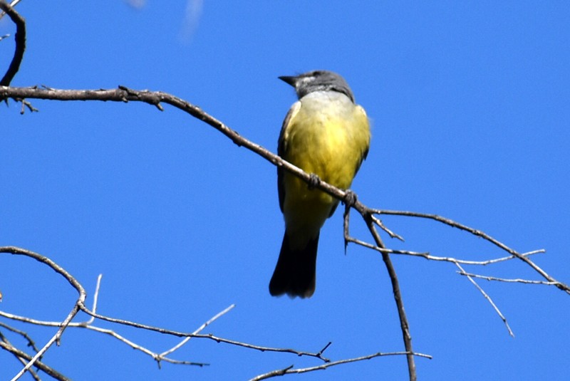 Tropical Kingbird - ML647469104