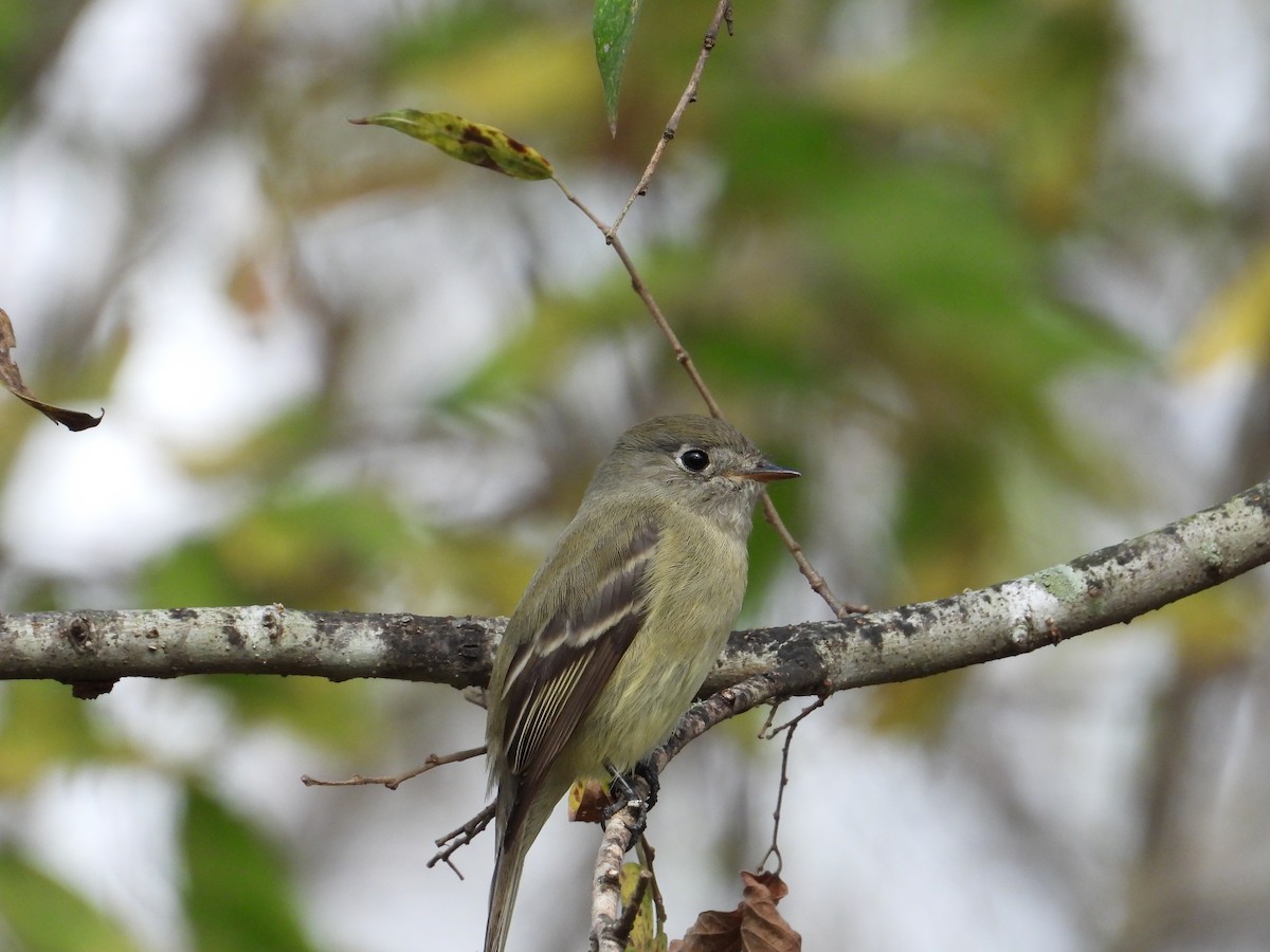 Hammond's Flycatcher - ML647469105