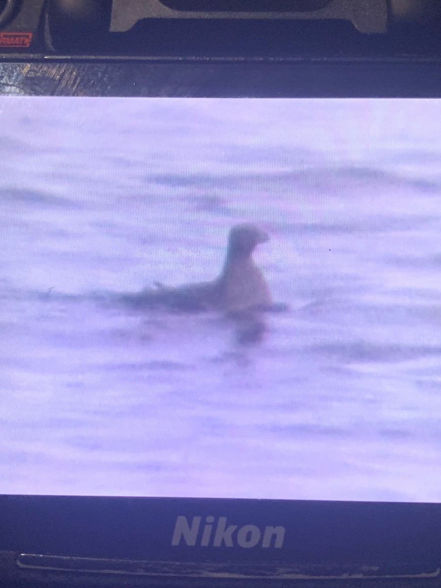 Rhinoceros Auklet - ML647469109