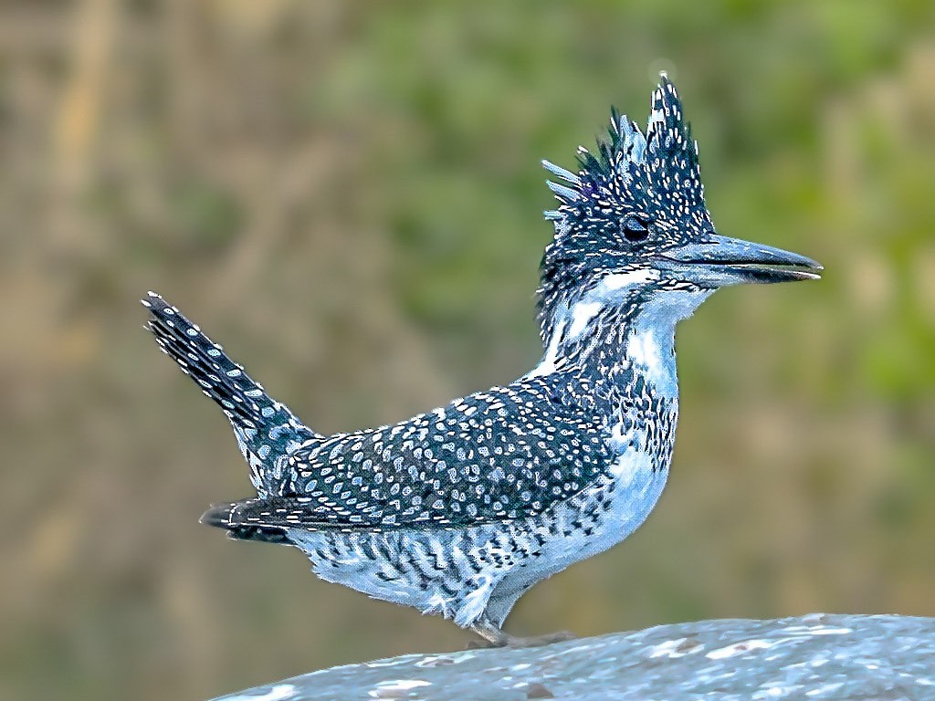 Crested Kingfisher - ML647469110