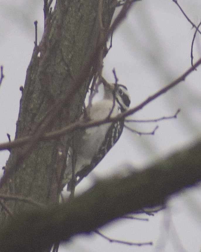 Hairy Woodpecker - ML647469111